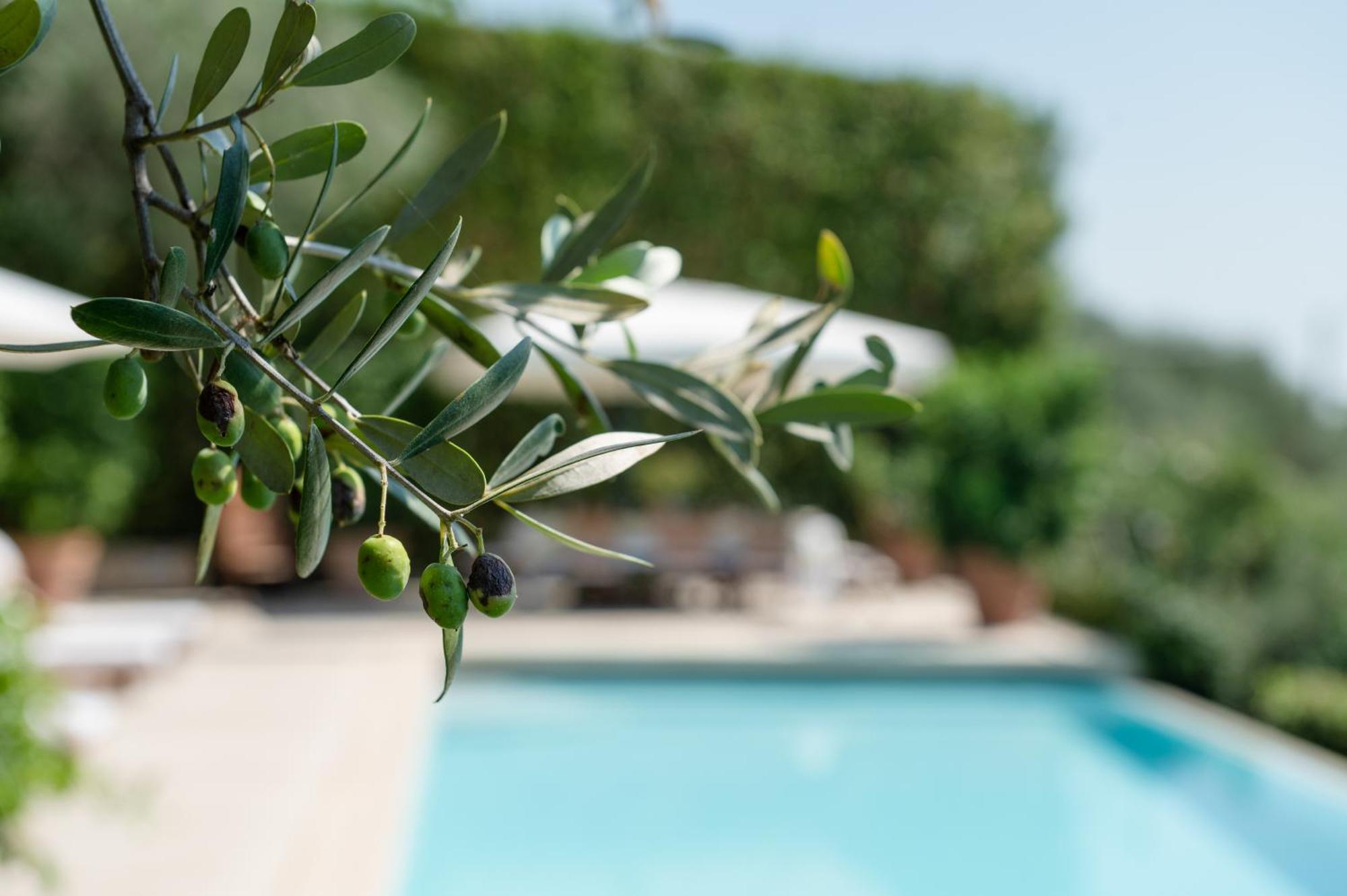 Villa Eden Forte Dei Marmi With Private Infinity Pool Santa Lucia  Zewnętrze zdjęcie